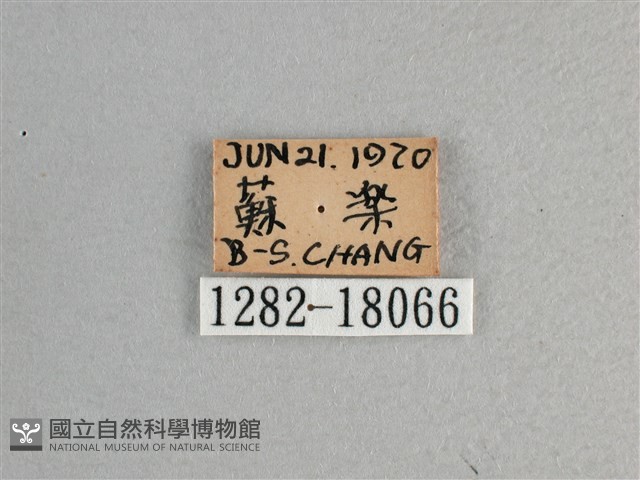 大紅蛺蝶藏品圖，第3張