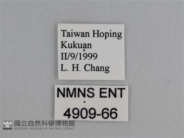 豔粉蝶藏品圖，第3張