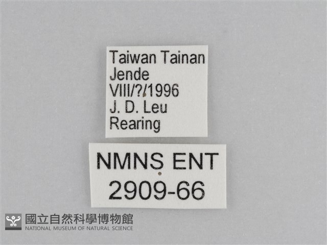 樺斑蝶藏品圖，第3張