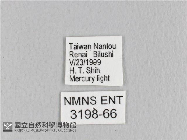 月斑枯葉蛾藏品圖，第3張