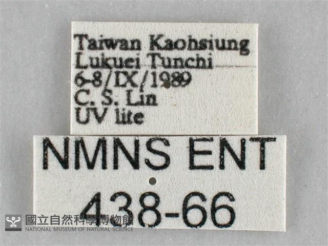 扭擬燈蛾藏品圖，第3張