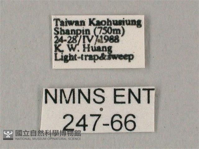 白點天蛾 藏品圖，第3張