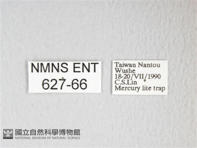 黃豹天蠶蛾藏品圖，第3張