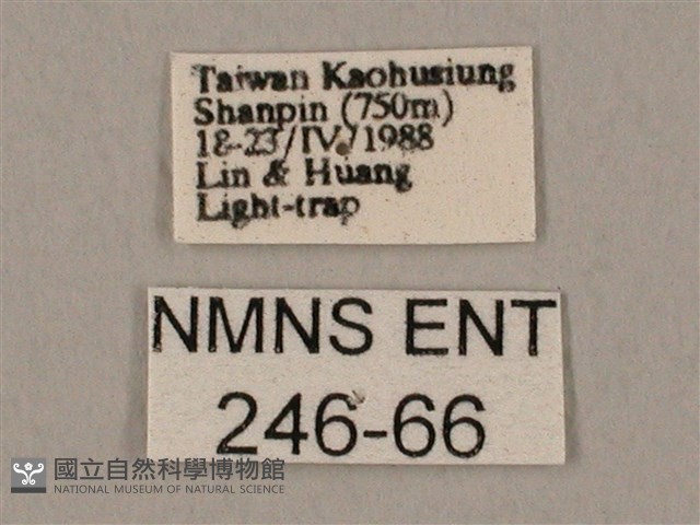 裂斑鷹翅天蛾藏品圖，第3張