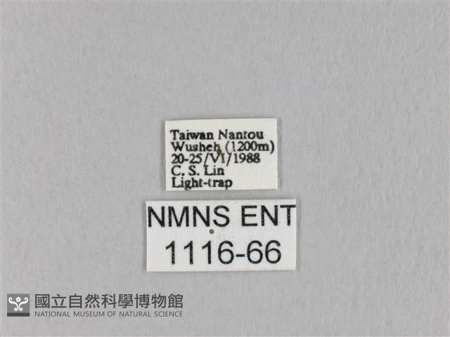 褐斜帶枯葉蛾藏品圖，第3張