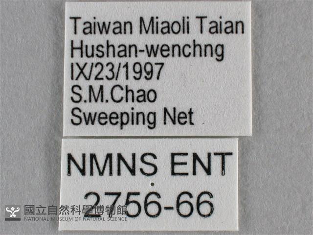 波灰蝶藏品圖，第3張