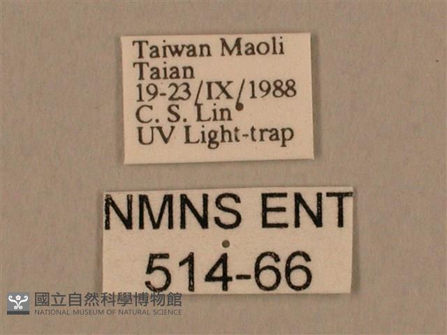 棕綠背線天蛾藏品圖，第3張