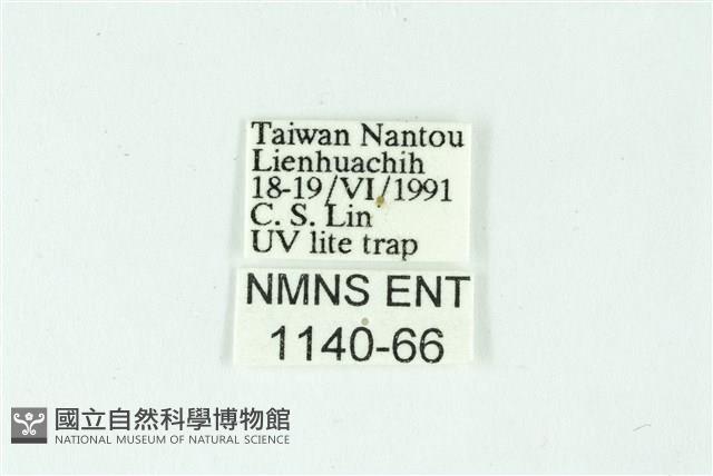 三條橙燈蛾藏品圖，第3張