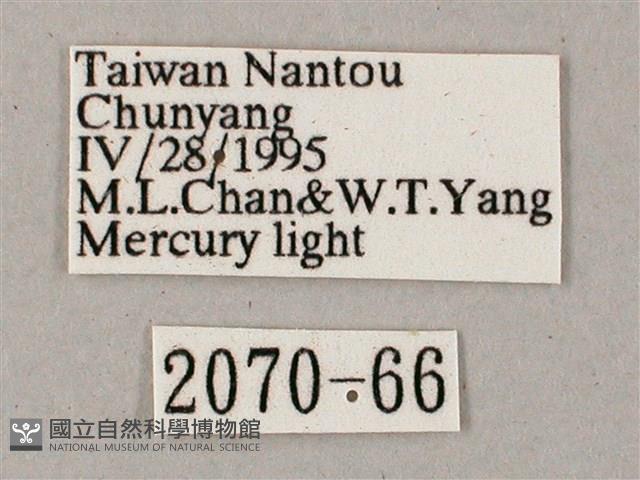 齒翅三線天蛾藏品圖，第3張