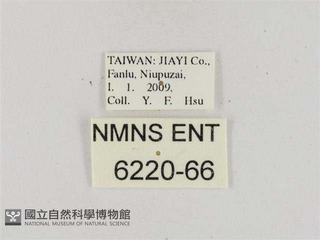 熱帶橙斑弄蝶藏品圖，第3張