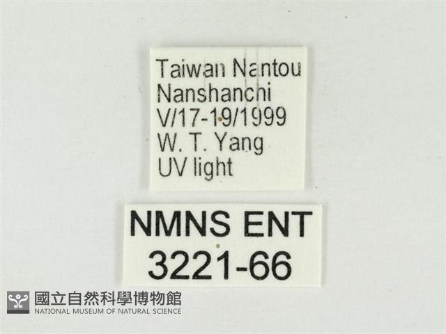 大娜波灰蝶藏品圖，第3張