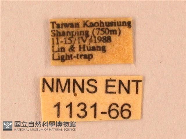 臺灣鋸翅天蛾藏品圖，第3張