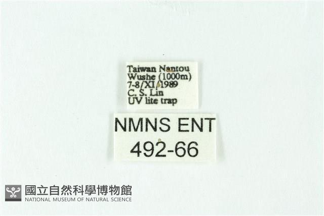 三色豔苔蛾藏品圖，第3張