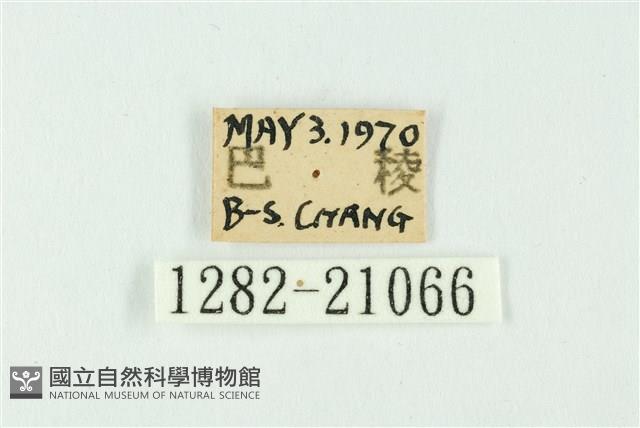 白紋琉灰蝶藏品圖，第3張