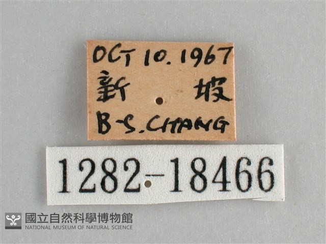 小紅蛺蝶藏品圖，第3張