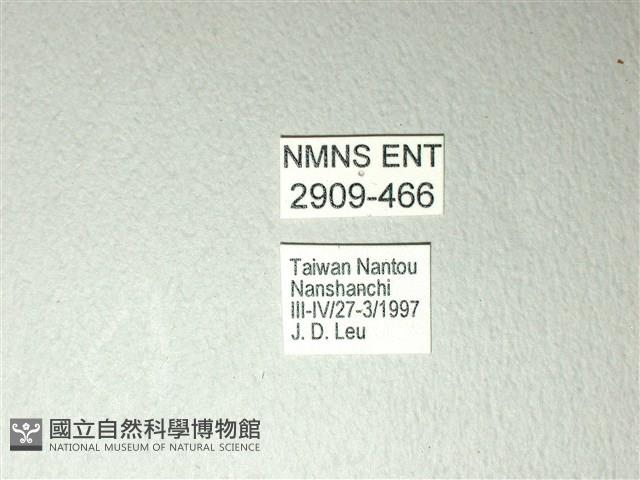 黃星斑鳳蝶藏品圖，第3張