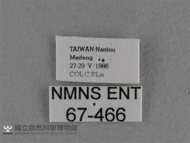 圓翅絨弄蝶藏品圖，第3張