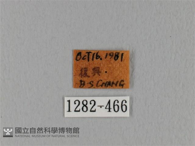 鋸緣枯葉蛾藏品圖，第3張