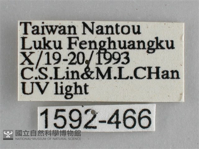藍紋鋸眼蝶藏品圖，第3張