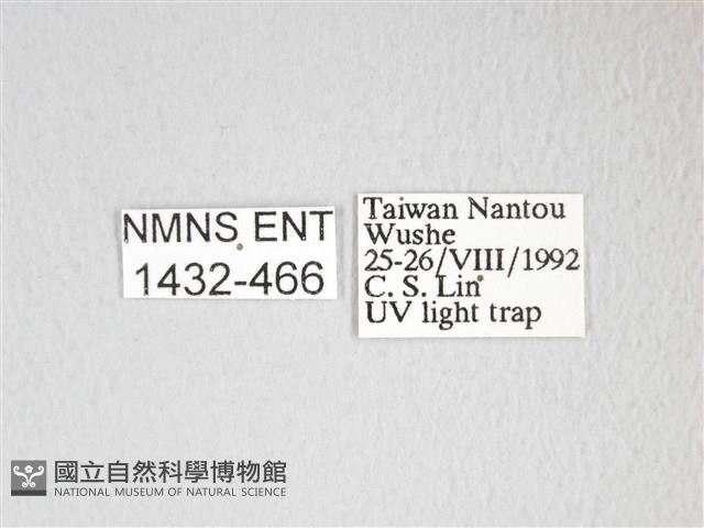 圓翅大鉤蛾藏品圖，第3張