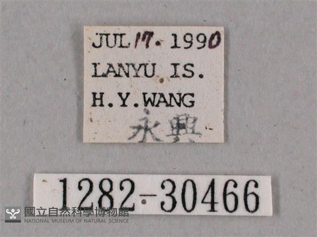 背帶斜紋天蛾藏品圖，第3張