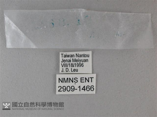 黑星弄蝶藏品圖，第3張