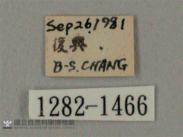 平帶長喙天蛾藏品圖，第3張