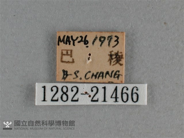 白斑弄蝶藏品圖，第3張