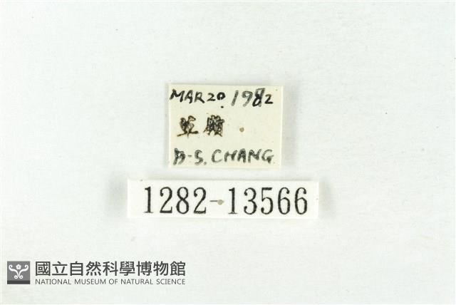 樹形尺蛾藏品圖，第3張