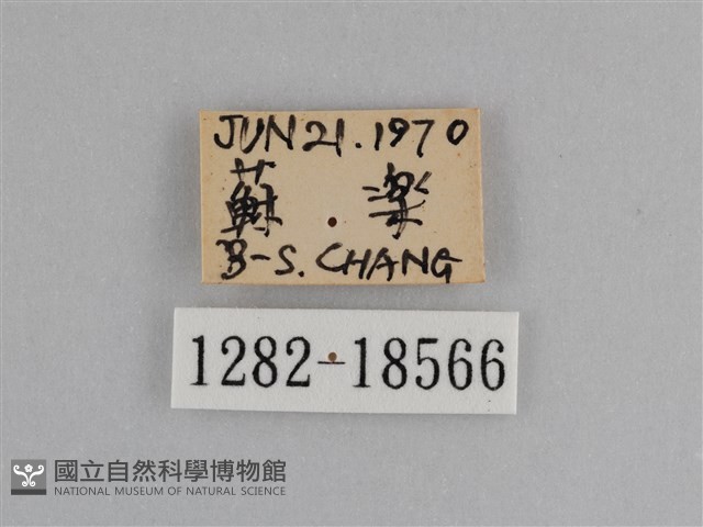 異紋紫斑蝶藏品圖，第3張