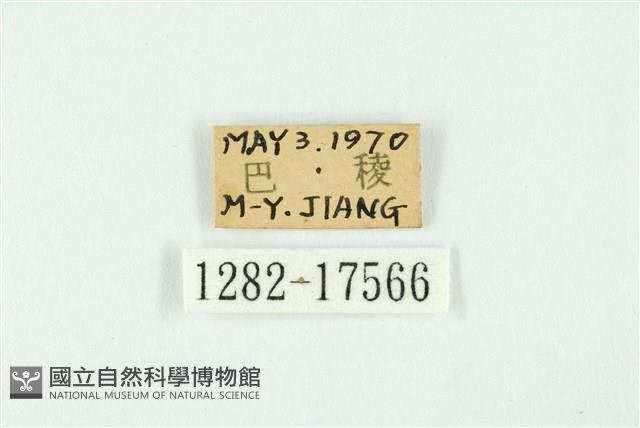 南方洒灰蝶藏品圖，第3張