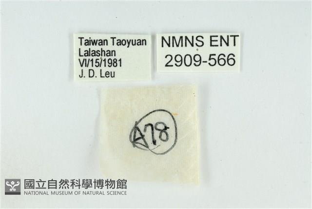 拉拉山鑽灰蝶藏品圖，第3張