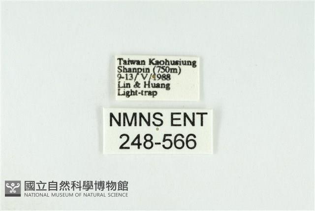 黑翅黃毒蛾藏品圖，第3張