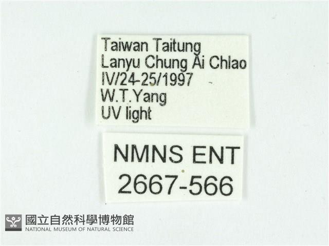 叉紋閃舞蛾藏品圖，第3張