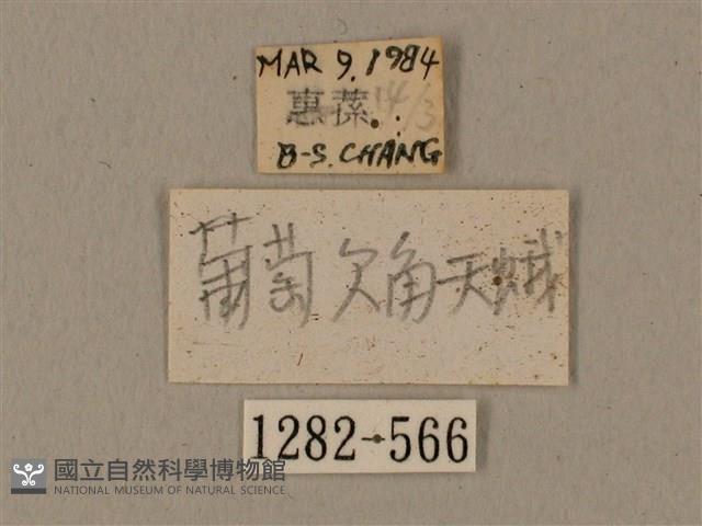 全緣缺角天蛾藏品圖，第3張