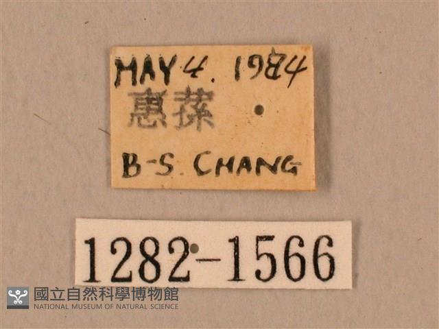 臺灣鷹翅天蛾藏品圖，第3張