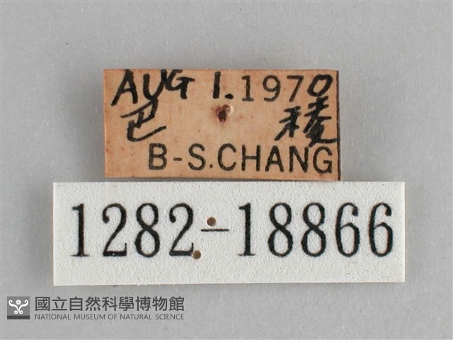 青眼蛺蝶、孔雀青蛺蝶藏品圖，第3張