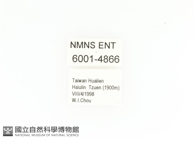 臺灣扇角金龜藏品圖，第2張