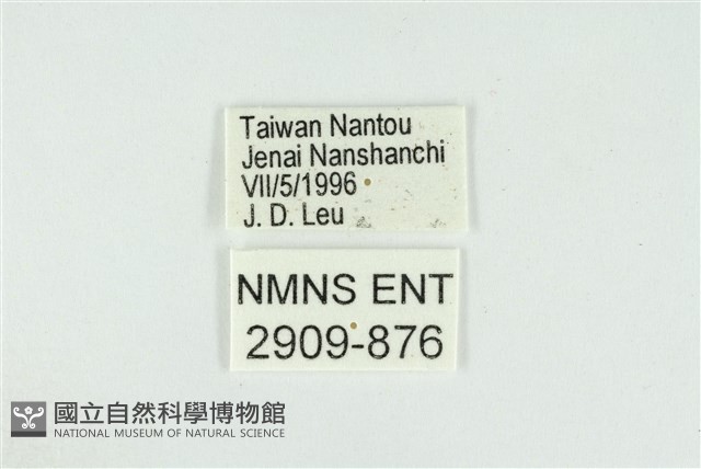 東方喙蝶藏品圖，第3張