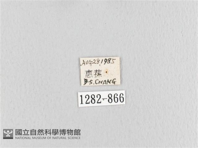 臺灣蘋毛蟲藏品圖，第3張