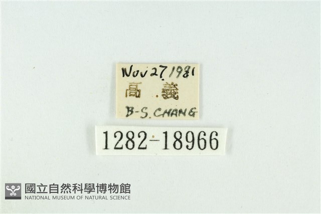 黑翅黃毒蛾藏品圖，第3張