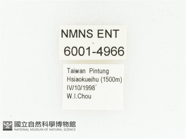 黑斑陷紋金龜藏品圖，第2張