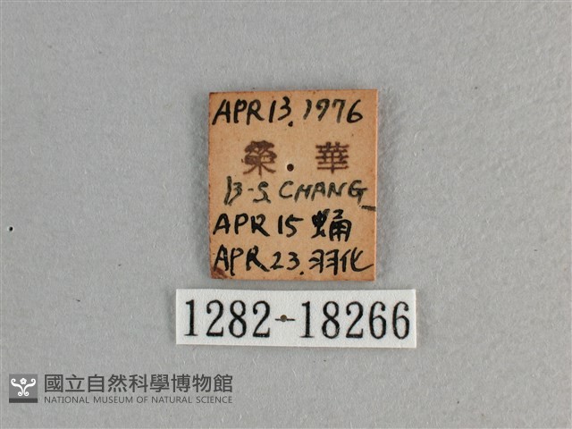大紅蛺蝶藏品圖，第3張