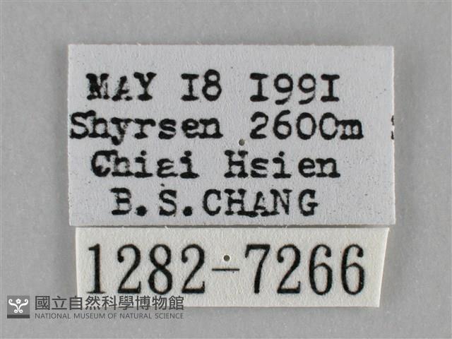 雙峰霜尺蛾藏品圖，第3張