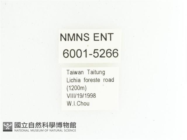 綠胸長腳花金龜藏品圖，第2張