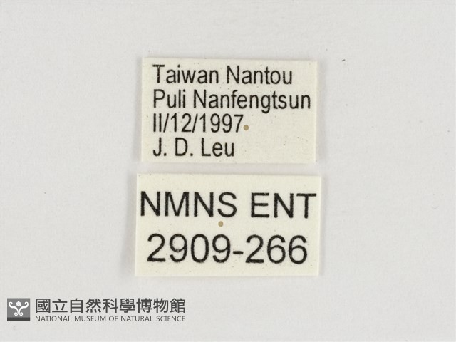 淺色眉眼蝶藏品圖，第3張