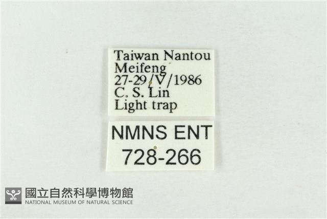 連珠波紋蛾藏品圖，第3張