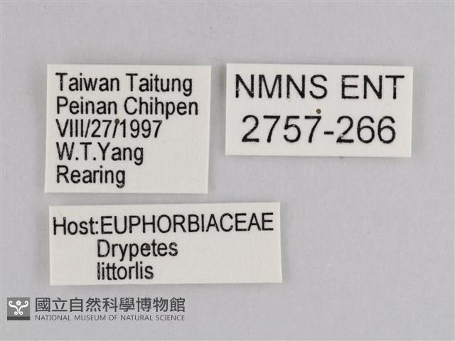 雲紋尖粉蝶藏品圖，第3張