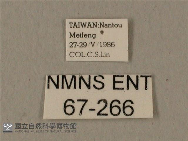 蝦殼天蛾藏品圖，第3張