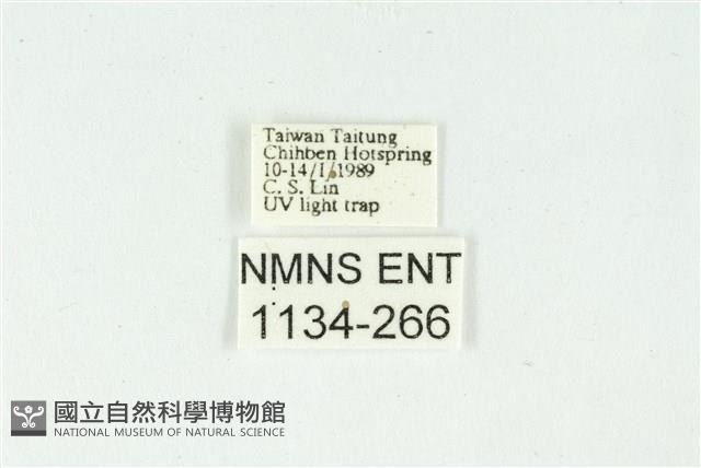 白斑散紋夜蛾藏品圖，第3張